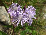 Lactuca sibirica