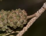 Casuarina equisetifolia