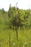 Calamagrostis canescens. Метёлки. Московская обл., Солнечногорский р-н, окраина Щепкина верхового болота. 17.06.2018.