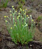 Helichrysum arenarium