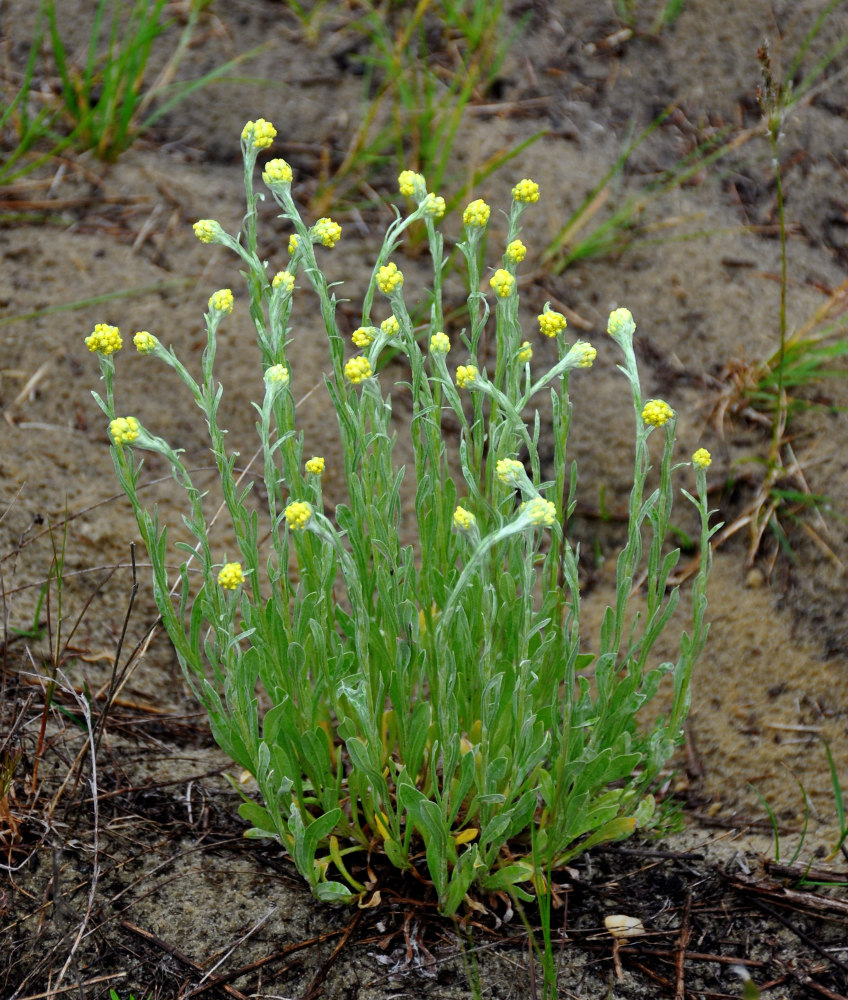 Изображение особи Helichrysum arenarium.