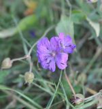 Geranium kemulariae. Цветки. Грузия, Казбегский муниципалитет, окраина с. Степанцминда, зап. склон горы Куро, горный луг. 31.07.2018.