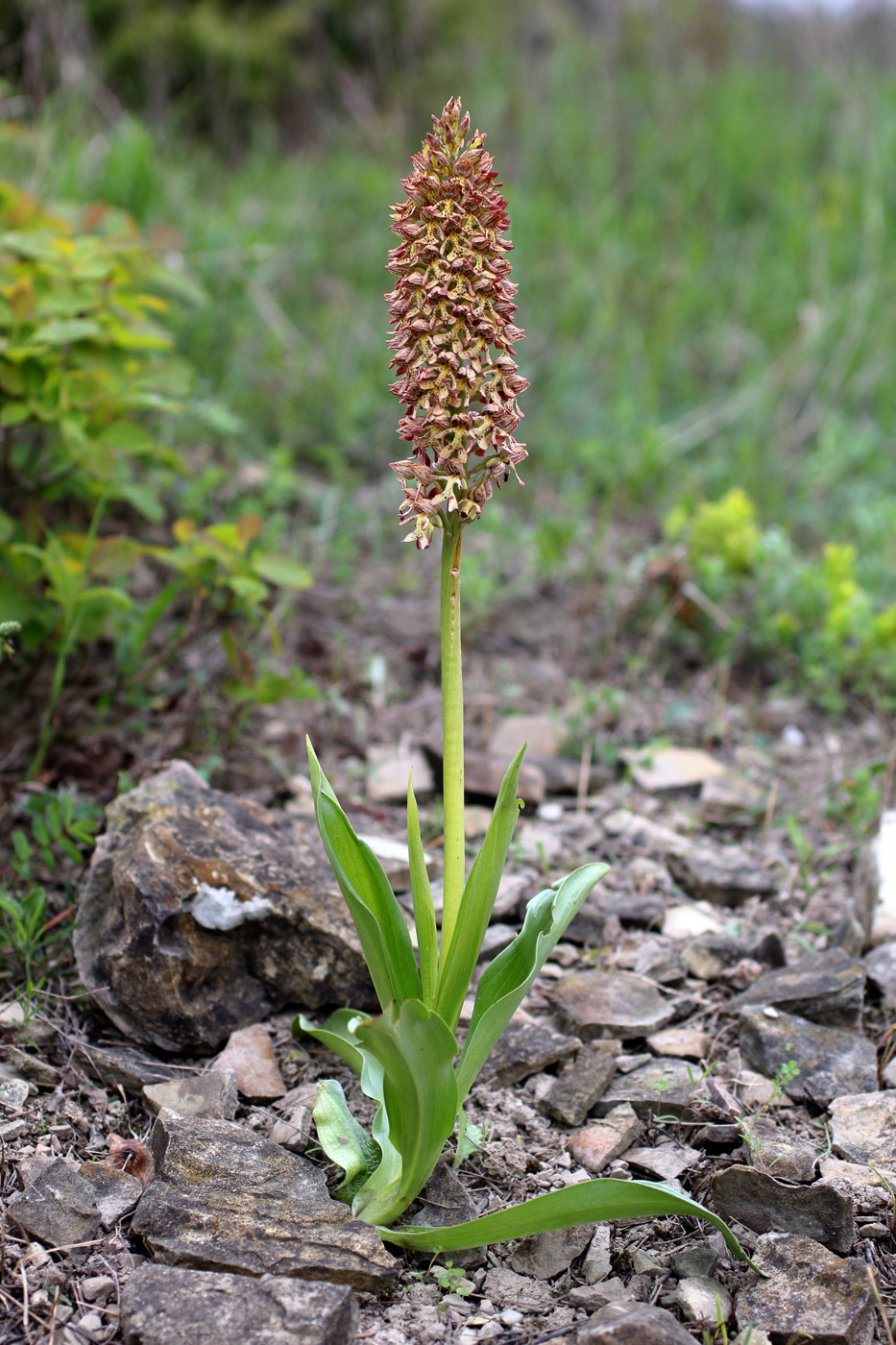 Изображение особи Orchis &times; wulffiana nothosubsp. suckowii.