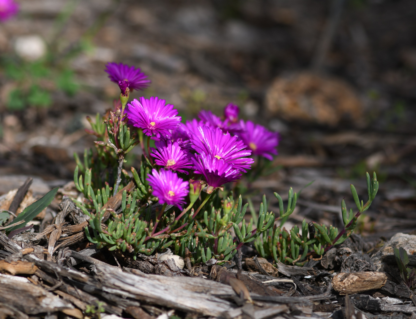 Image of Lampranthus productus specimen.