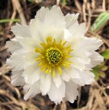 Trollius lilacinus