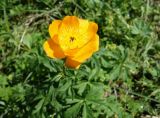 Trollius altaicus