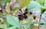 Bidens frondosa. Соплодие. Московская обл., Одинцовский р-н, усадьба Захарово, пейзажный парк, берег пруда. 12.09.2015.