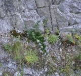 Campanula versicolor