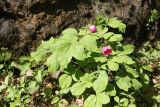 Paeonia caucasica. Цветущее растение. Адыгея, долина р. Белая, Гранитный каньон, урочище Блокгауз, подножие поросшего лиственным лесом горного склона. 6 мая 2021 г.