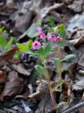 Pulmonaria obscura. Цветущее растение. Самарская обл., Ставропольский р-н, окр. с. Жигули, залив Жигулёвская Труба, широколиственный лес. 03.05.2021.