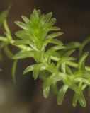 Elodea canadensis