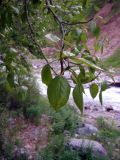 Populus talassica