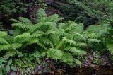 Matteuccia struthiopteris. Вегетирующие растения в сообществе с Taxus cuspidata. Сахалин, г. Южно-Сахалинск, в парке. 25.08.2023.