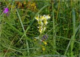 Linaria vulgaris. Верхушка цветущего растения. Московская обл., Раменский р-н, окр. ж.-д. платформы Хрипань, просека под ЛЭП. 26.07.2023.