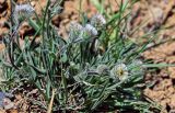 Erigeron pallidus