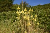 Verbascum pyramidatum. Верхушка цветущего растения. Республика Адыгея, западная окраина пос. Каменномостский, окр. скалы Танковый Люк, небольшой луг около леса. 29.07.2023.