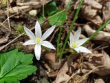 Ornithogalum woronowii. Цветки и бутоны. Краснодарский край, г/о Сочи, Хостинский р-н, дорога к Орлиным скалам, широколиственный лес. 19.03.2024.