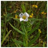 Gratiola officinalis