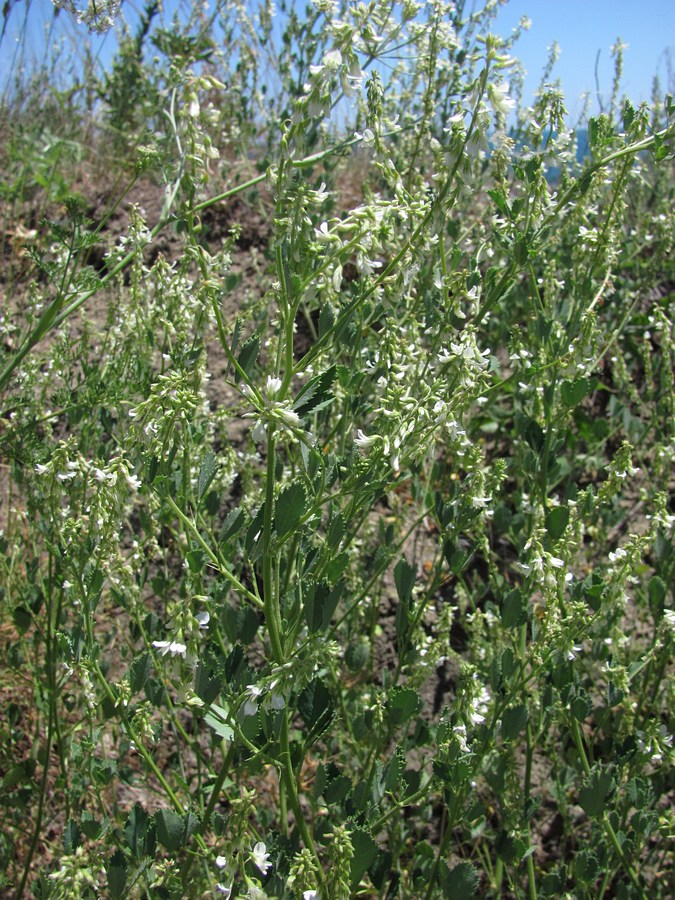 Изображение особи Melilotus tauricus.