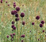 Allium rotundum