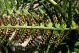 Dryopteris villarii