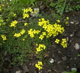 Draba elisabethae