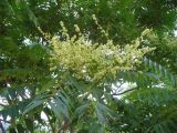 Ailanthus altissima. Соцветие и листья. Автономная Республика Крым, город Судак, склон горы. 07.06.2012.