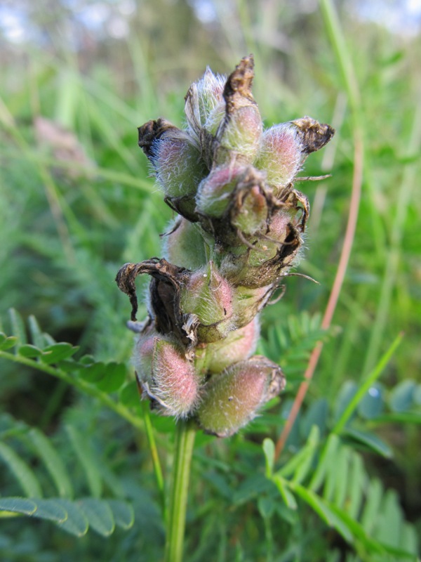 Изображение особи Astragalus danicus.
