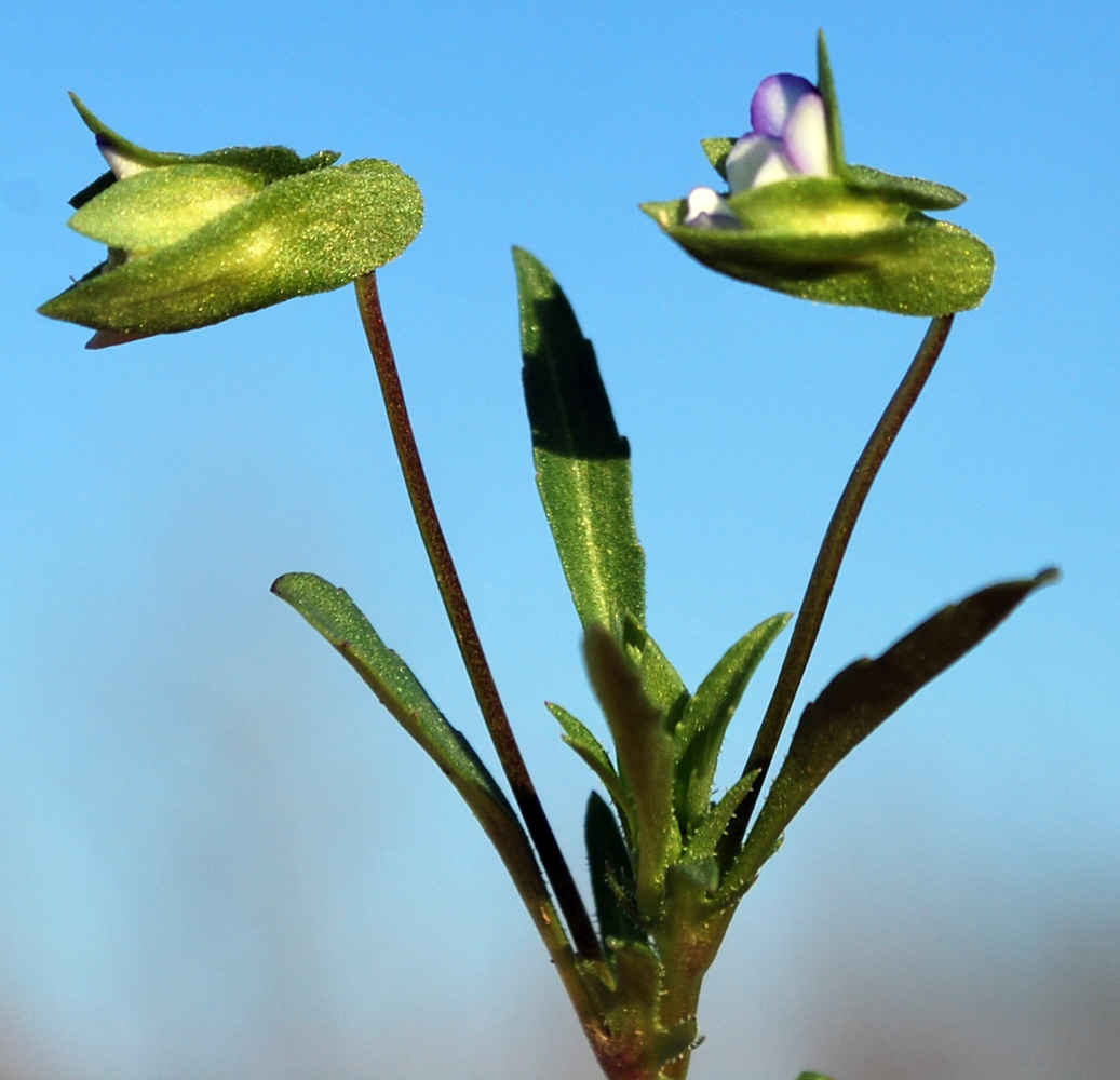 Изображение особи Viola occulta.