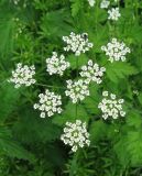 Chaerophyllum temulum. Соцветие. Крым, окр. с. Перевальное, ур. Аян, в тени у ручья. 17 мая 2013 г.