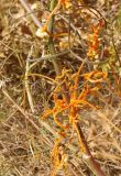 Cuscuta campestris