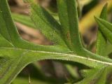 Cirsium arachnoideum