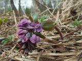 Corydalis solida. Цветущее растение. Ленинградская обл., Кингисеппский р-н, берег р. Хаболовка. 17.04.2011.