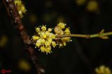 Cornus mas