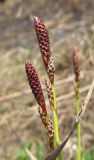 Carex ericetorum. Верхушка растения с нераспустившимися соцветиями. Беларусь, г. Гродно, окр. лесопарка Румлёво. 30.03.2014.