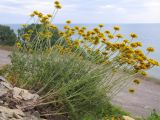 Anthemis tinctoria