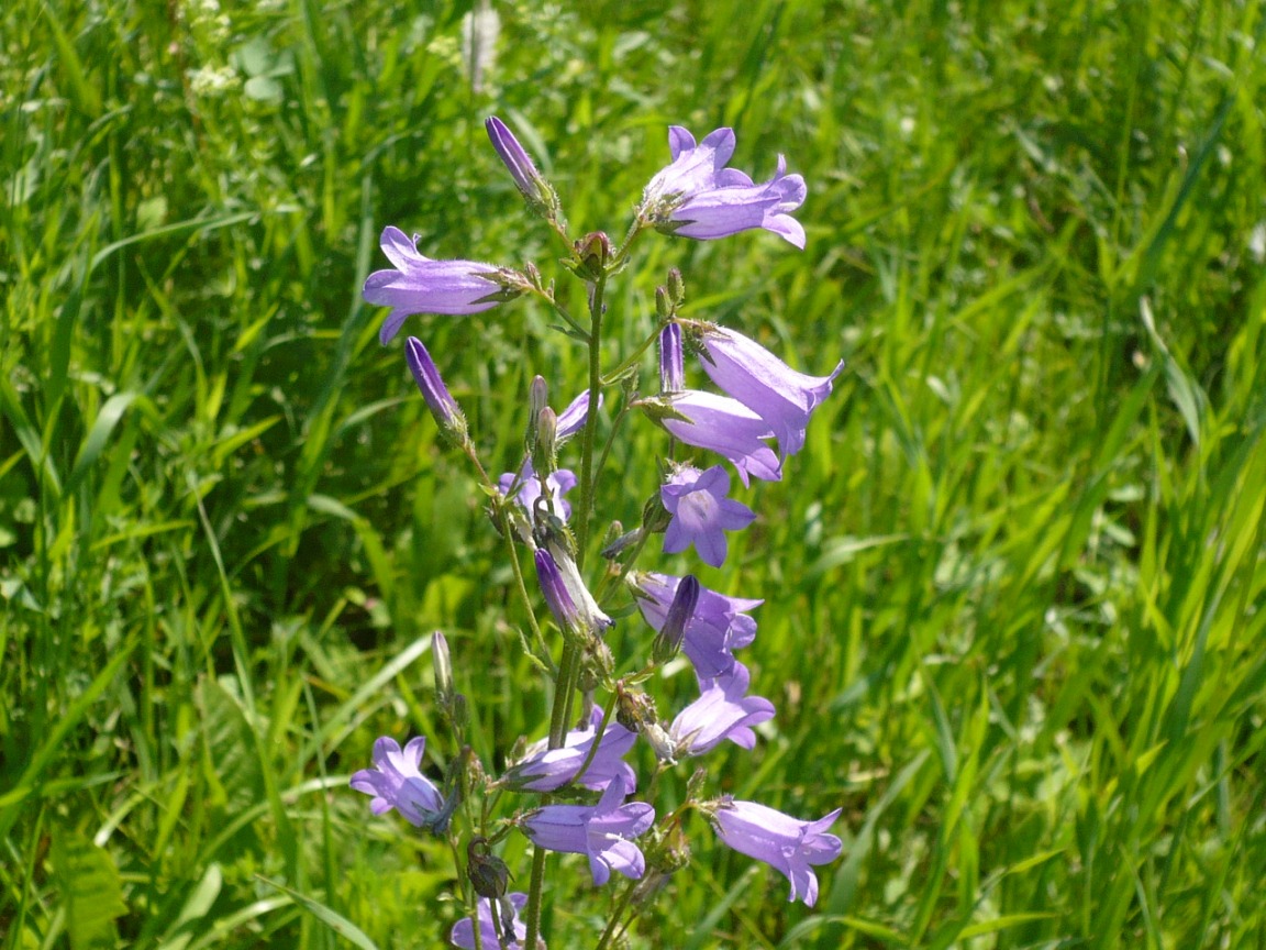 Изображение особи Campanula sibirica.