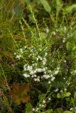 Calluna vulgaris. Цветущее растение (белоцветковая форма). Мурманска, Горелая сопка. Конец августа 2008 г.