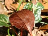 Pyrola japonica