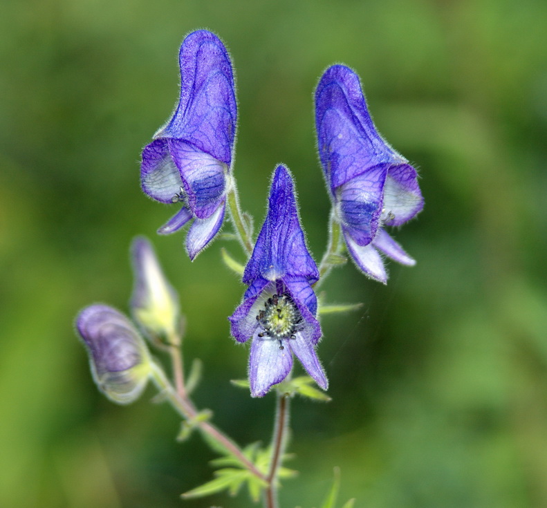 Изображение особи Aconitum volubile.