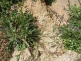Limonium sinuatum. Цветущее растение на песчанике у морского побережья. Израиль, Тель-Авив, середина марта.