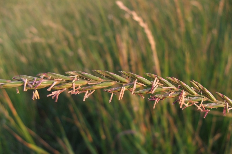 Изображение особи Elytrigia repens.