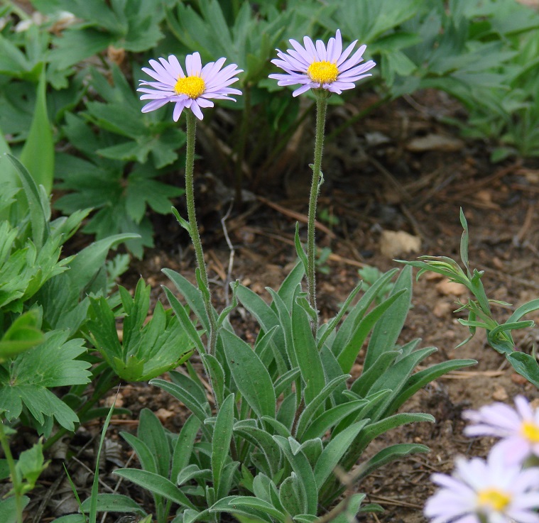 Изображение особи Aster alpinus.