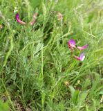 Vicia subvillosa