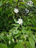 Cerastium davuricum