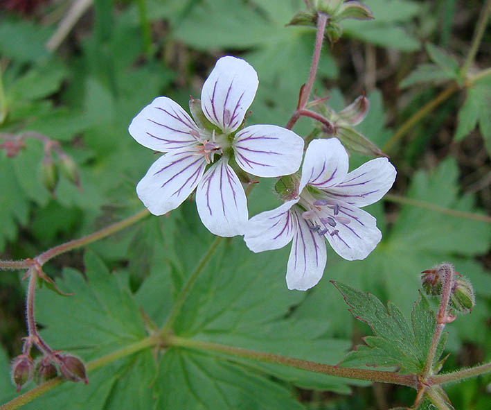 Изображение особи Geranium krylovii.