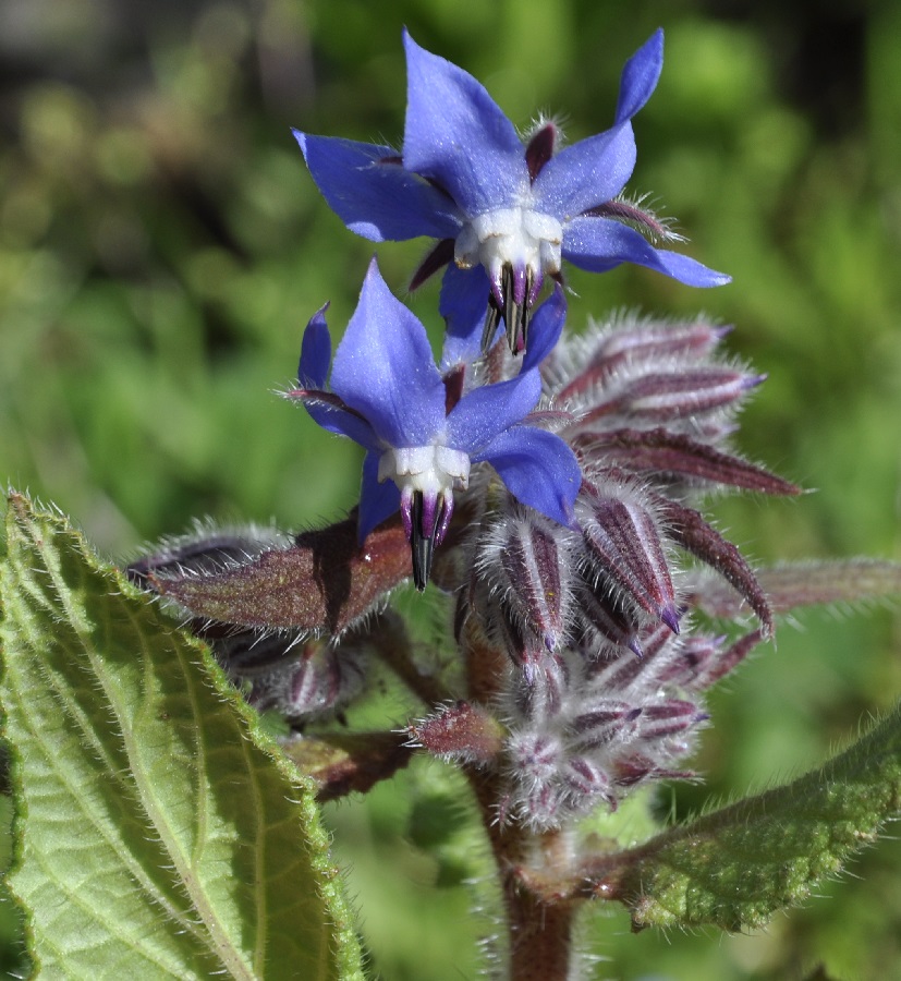 Изображение особи Borago officinalis.