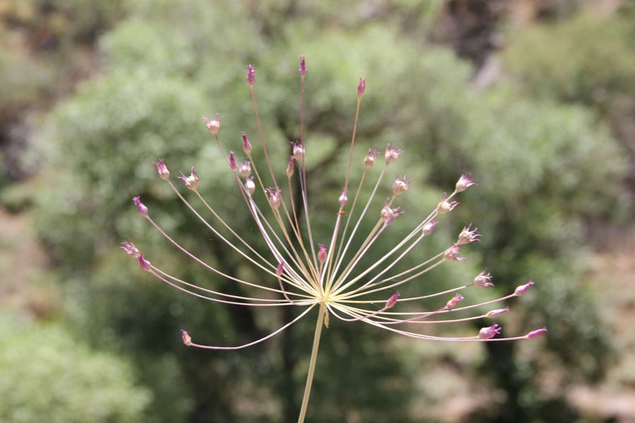 Изображение особи Allium iliense ssp. nuratense.