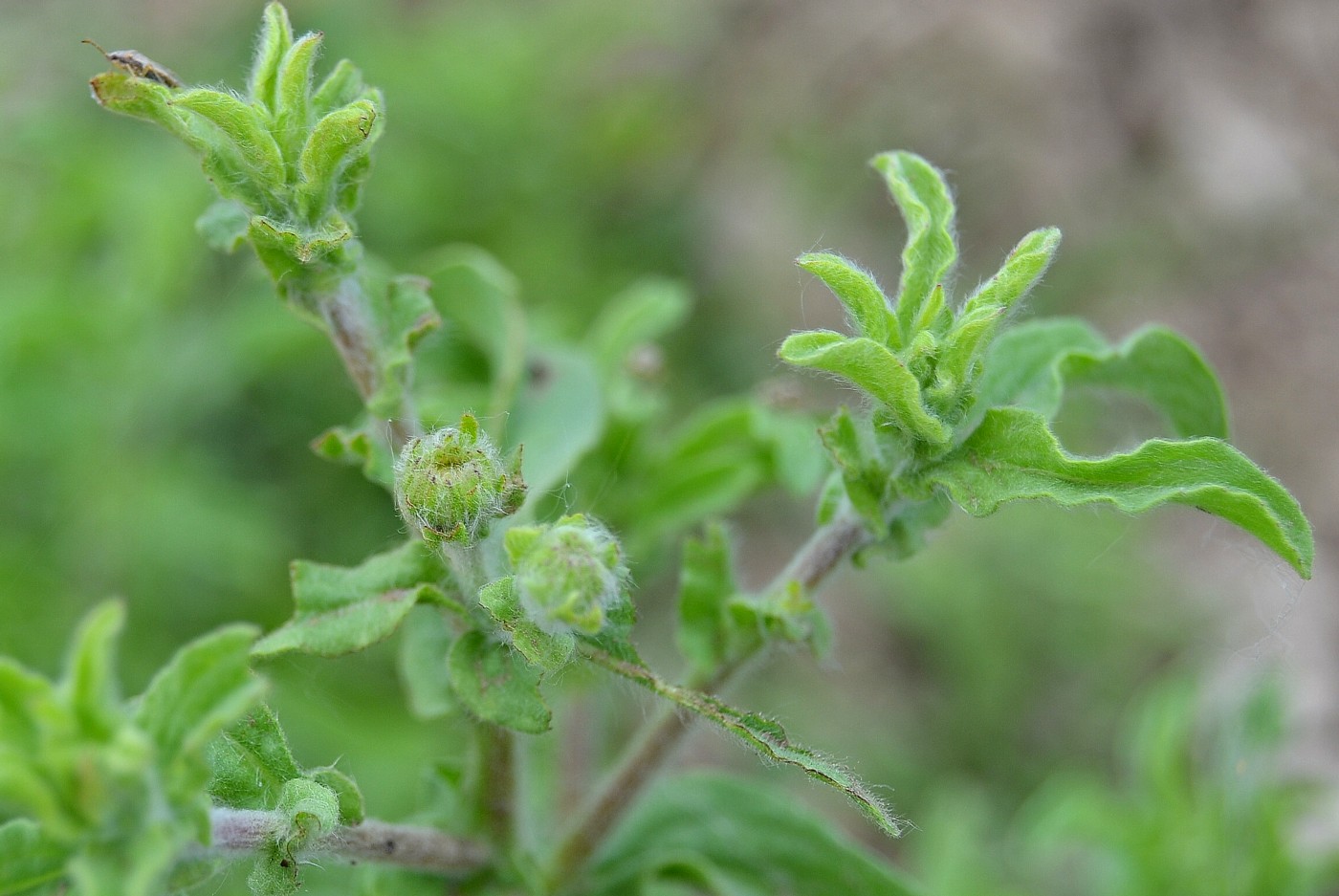 Изображение особи Pulicaria vulgaris.