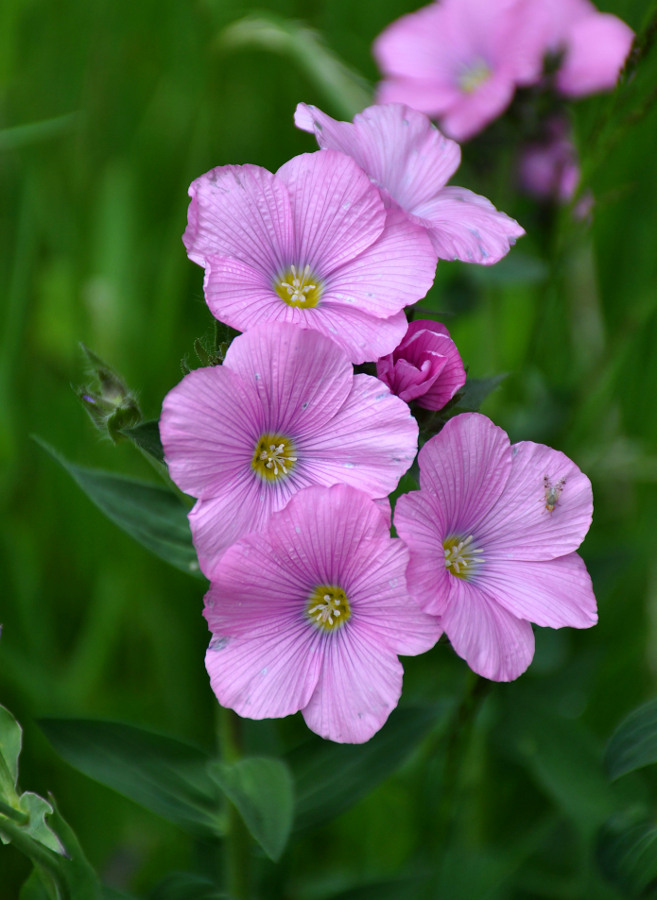 Изображение особи Linum hypericifolium.